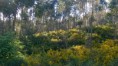 /album/galeria-de-fotos-retrato-ambiental-de-loures/loures-tem-floresta-jpg/